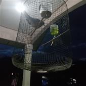 Casi