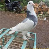 Nhi