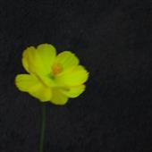 Tải 