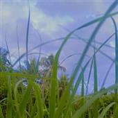 Tỷ s