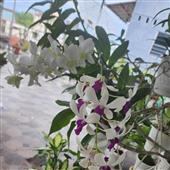 Siêu
