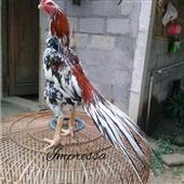 Phần