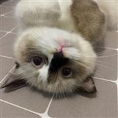 Khô