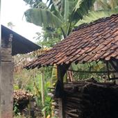 nảy 