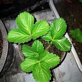 Lễ h