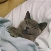 Đoạ