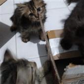 Buf