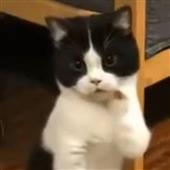 Chu
