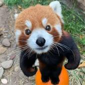 Kèo 