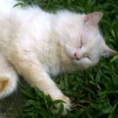 Các