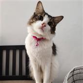 Rồn