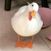 Bóng