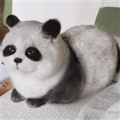 Sic