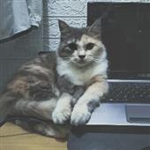 Chơ