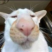 Siê
