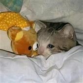 Vũ h
