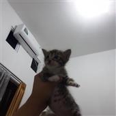 Ngh