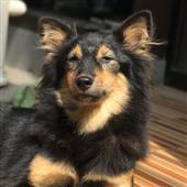 Siêu