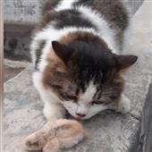 Tâm 