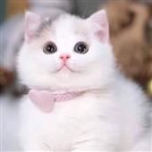 Mẹo 
