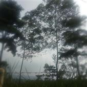 Bữa