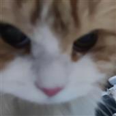Đá Q