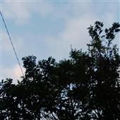 Lịc