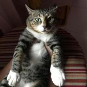 Các