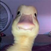 Bộ đ
