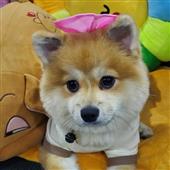 For