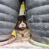 Các