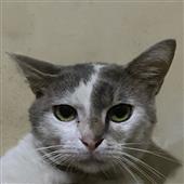 Phù