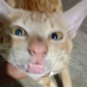 Cờ v