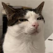 Vàng