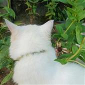 Lịc