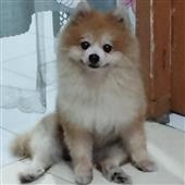Lắc 