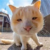 5 Bù