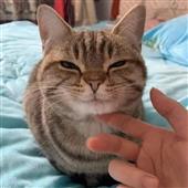 Vua