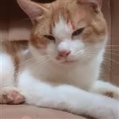 Soi
