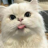 Bản