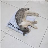 The 