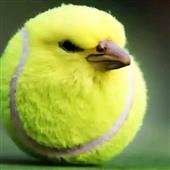 bwf