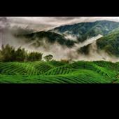 Bản