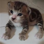 Các 