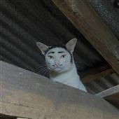 Liên