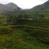 Nghi