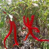 Chỉ 