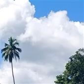 Bò v