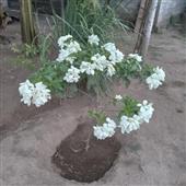 Phát