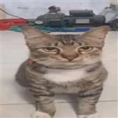 Thế 